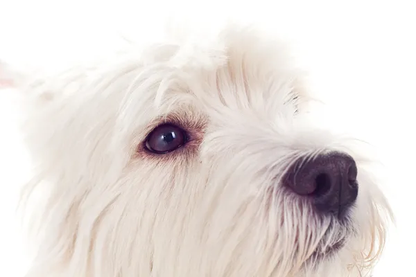 West Highland terrier blanco Fotos De Stock Sin Royalties Gratis