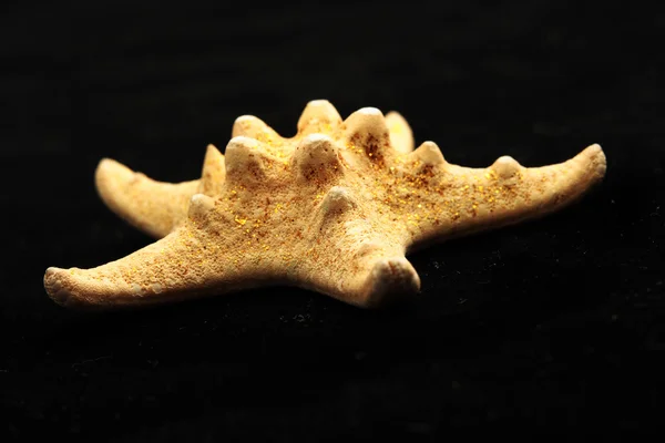 stock image Starfish on black background