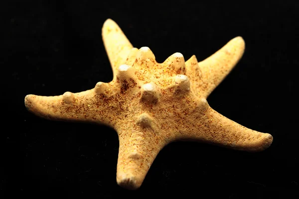 Stock image Starfish on black background