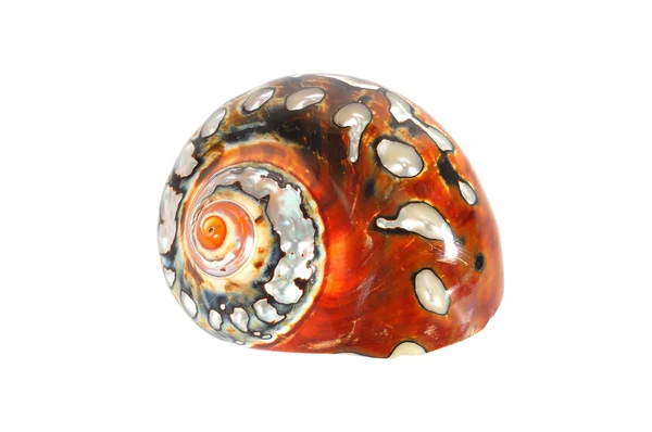 Brown sea shell — Stock Photo, Image