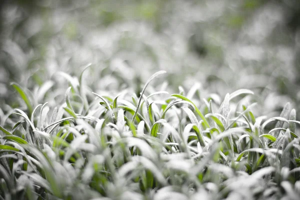 Gris y hierba verde — Foto de Stock