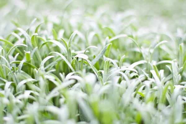 Beyaz çimen — Stok fotoğraf