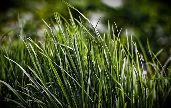 Ніч трави — стокове фото