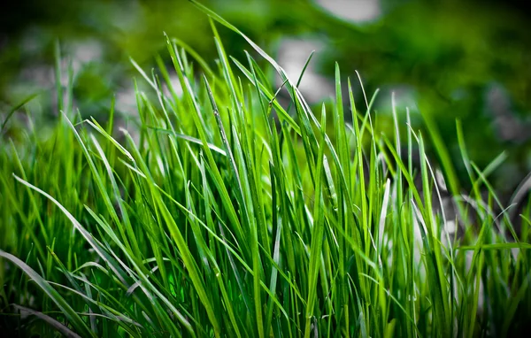 Ciemno zielona trawa — Zdjęcie stockowe