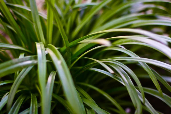 stock image Plant