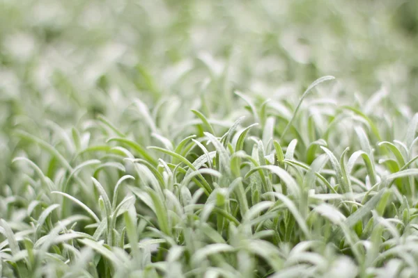 Білий трави — стокове фото