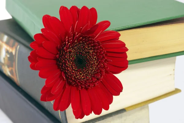 stock image Pile of books with a flower.