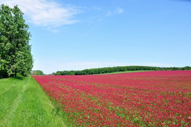 He is a red field. clipart