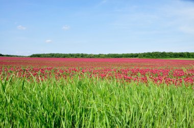 Crimson clover. clipart