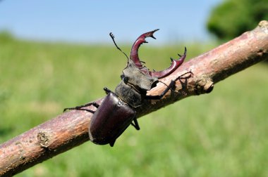 Stag Beetle clipart