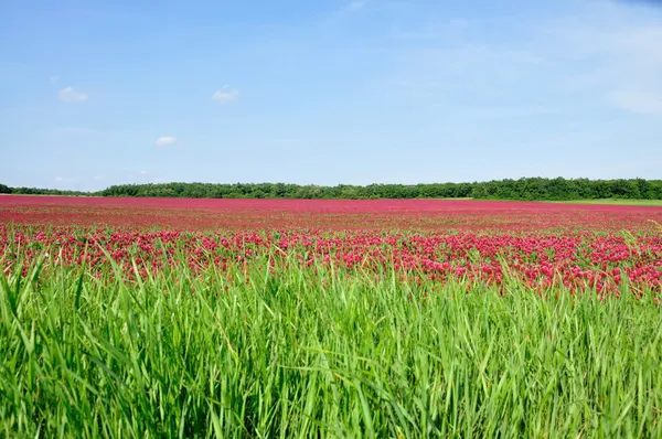 stock image Crimson clover.