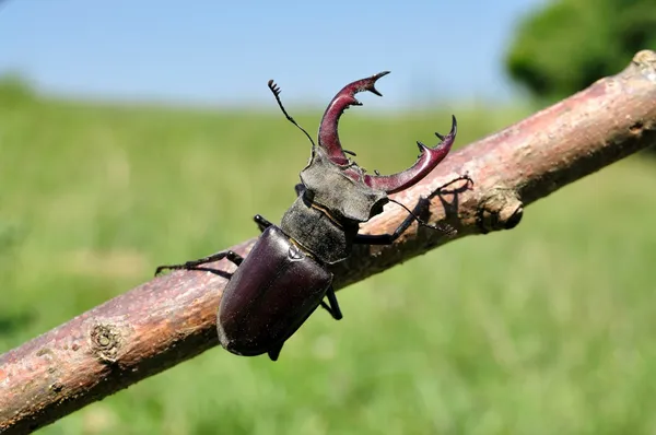 Escaravelho-das-pernas Fotografias De Stock Royalty-Free