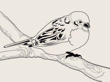 Hand drawn sparrow bird clipart