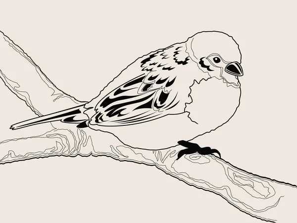 Pájaro gorrión dibujado — Vector de stock