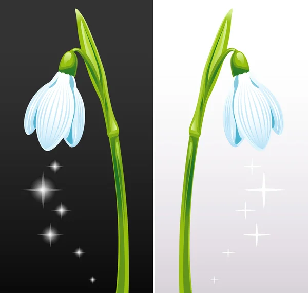 Isolated Snowdrops — Stock Vector