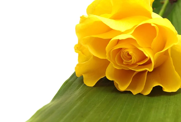 Sárga Rózsa és zöld levél — Stock Fotó