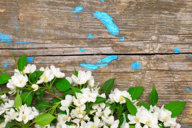 Old wooden surface with apple blossom. Background clipart