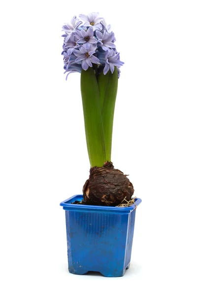 Jacinthe de fleur bleue dans un pot isolé sur fond blanc — Photo