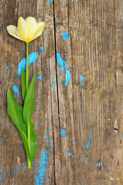 One flower on a wooden board — Stock Photo, Image
