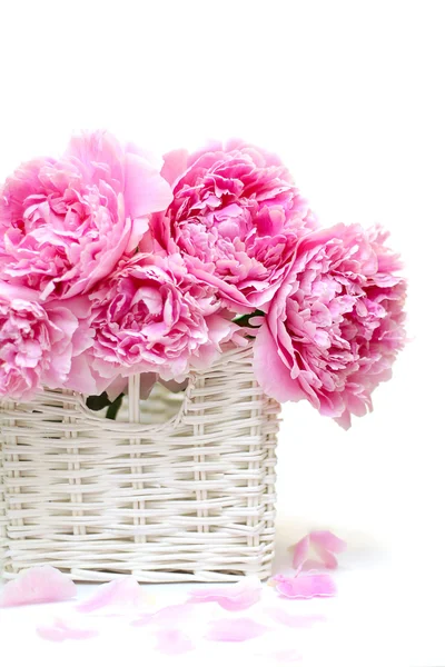 Ramo romántico. Delicadas peonías rosadas aisladas sobre fondo blanco — Foto de Stock