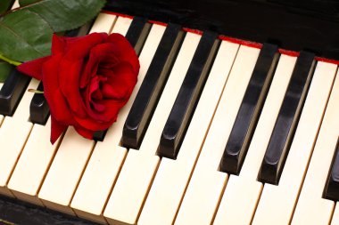 Romantic concept - deep red rose on piano keys clipart