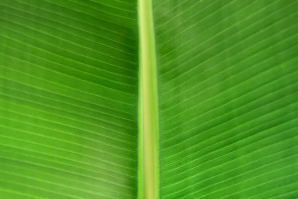 Textura de primer plano de hoja de palma verde —  Fotos de Stock