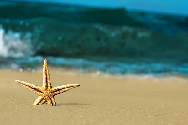 Starfish na praia do mar — Fotografia de Stock