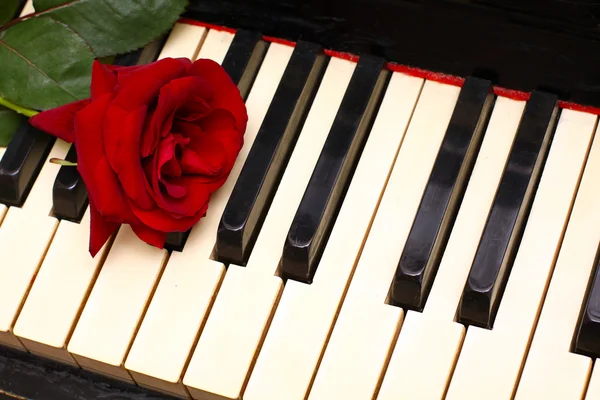 Romantikus koncepció - mély piros rózsa zongora billentyűk — Stock Fotó