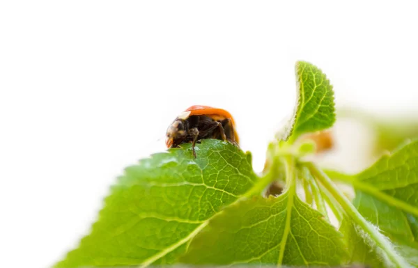 stock image The ladybug