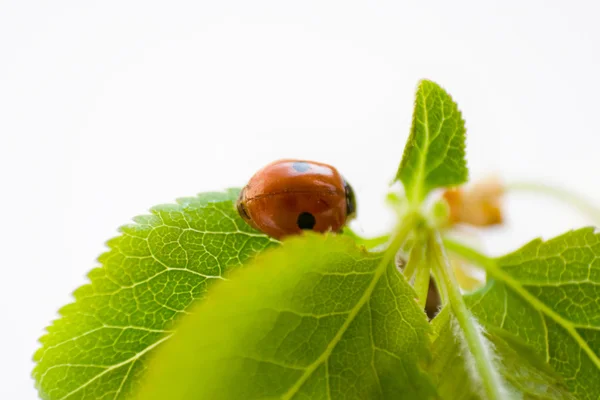 The ladybug — Stock Photo, Image