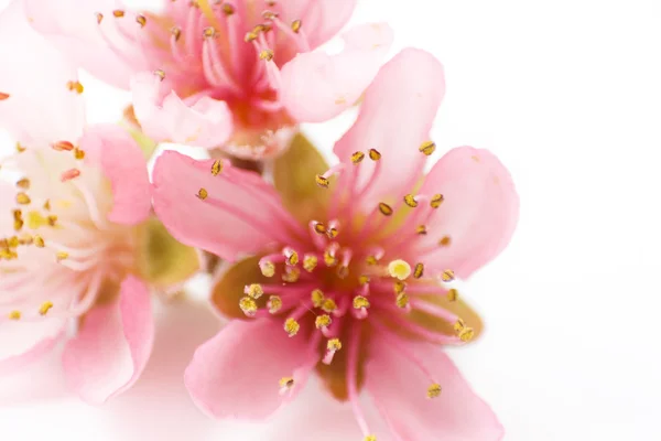 Blume einer Kirsche — Stockfoto