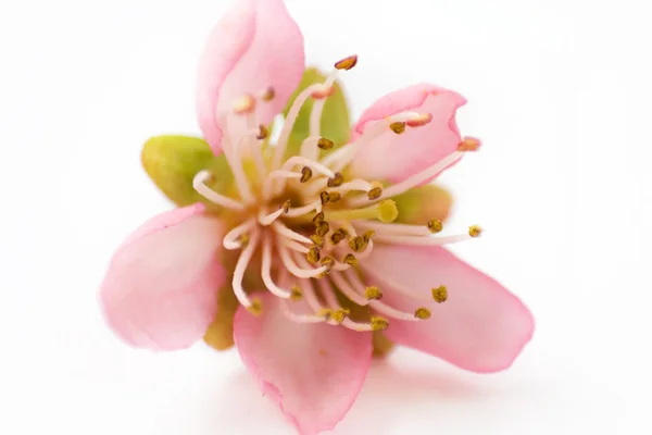 Flor de uma cereja — Fotografia de Stock