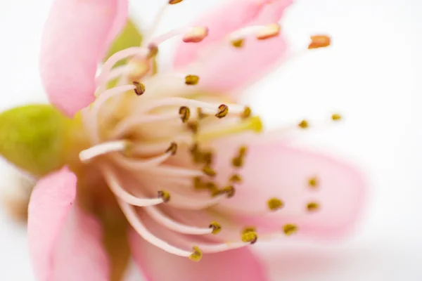Fiore di una ciliegia — Foto Stock