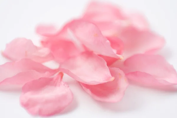 De witte met rozenblaadjes — Stockfoto
