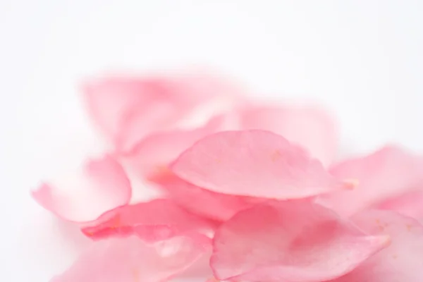 バラの花びらホワイト — ストック写真