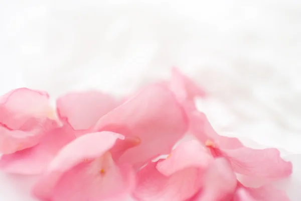 De witte met rozenblaadjes — Stockfoto