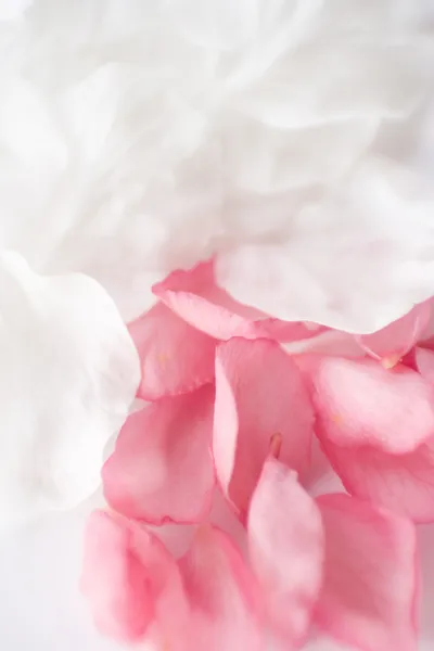 Das Weiße mit Rosenblättern — Stockfoto