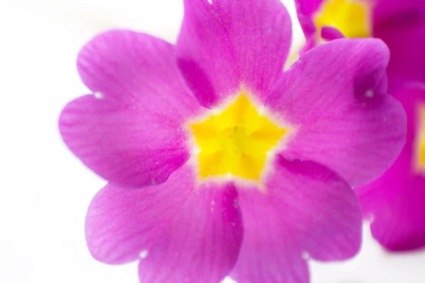 A flor de uma primavera — Fotografia de Stock