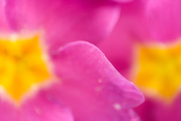 Il fiore di una primavera — Foto Stock