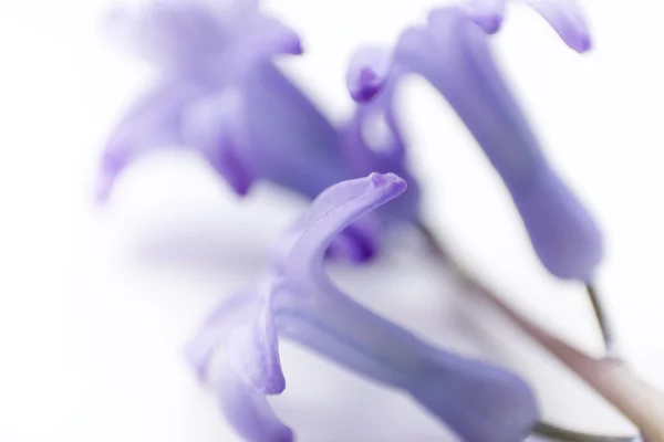 A flor de uma primavera — Fotografia de Stock