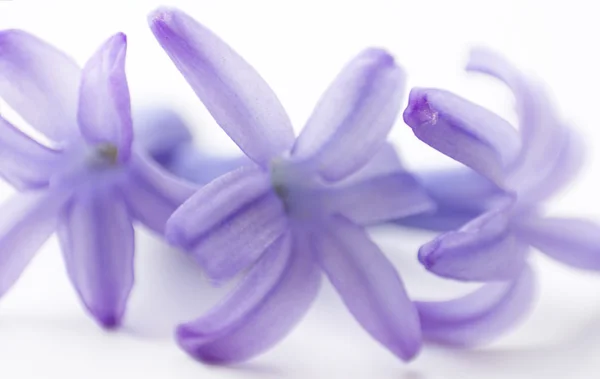 La flor de una primavera —  Fotos de Stock