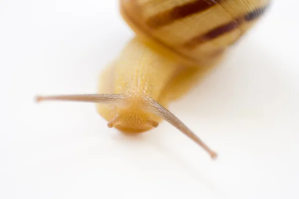 The snail — Stock Photo, Image