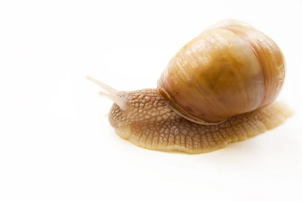 stock image The snail