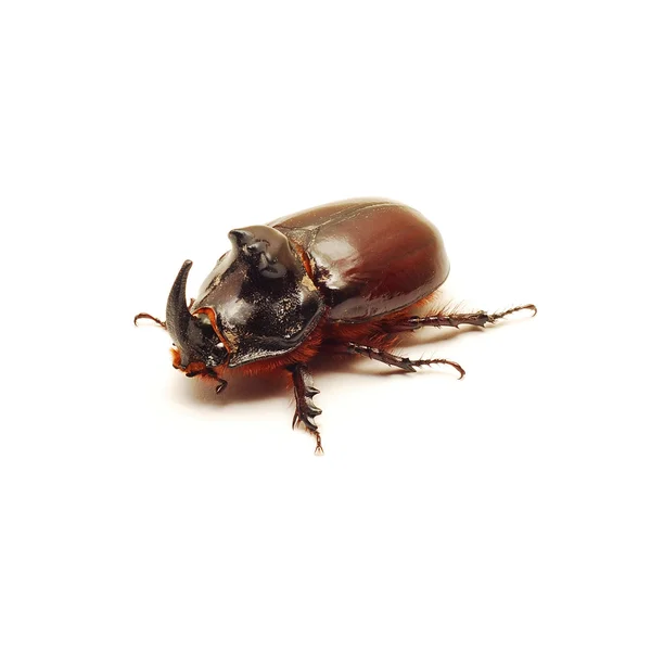 Nosorożec beetle błąd — Zdjęcie stockowe