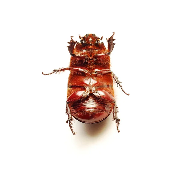 孤立的甲虫 — 图库照片