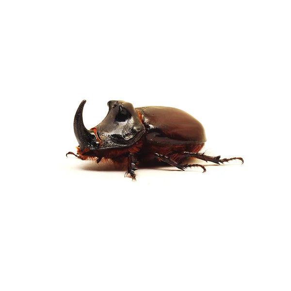 RHINO χρυσόμυγα bug — Φωτογραφία Αρχείου