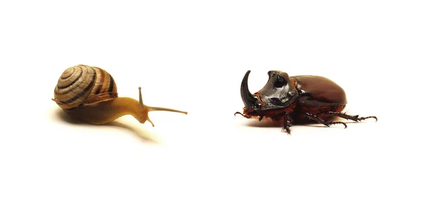 Улитка против жука — стоковое фото