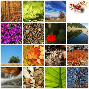 Nature / autumn collage clipart