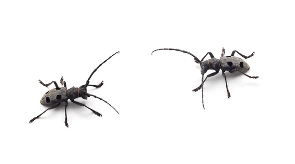 Beetle çatışma — Stok fotoğraf