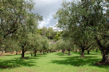 Olive trees rows clipart